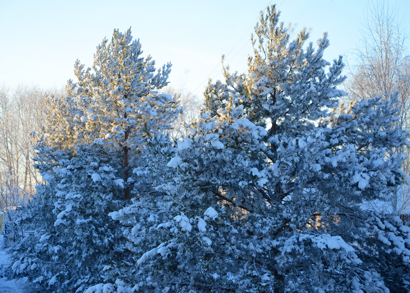 Красив и чудесен русский лес зимой