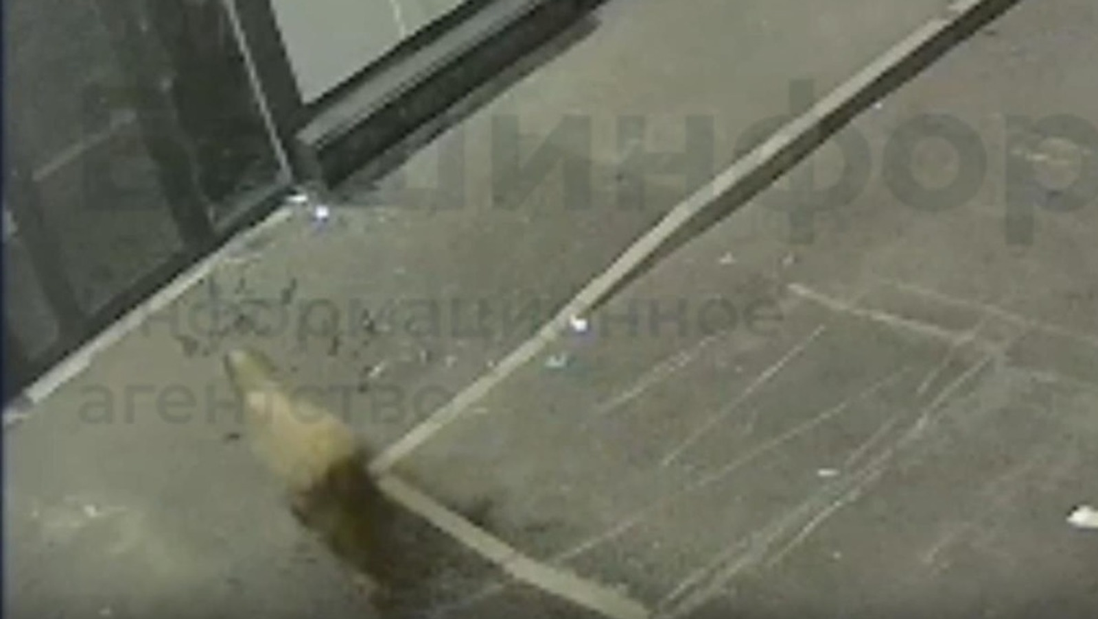 Баран проломил головой витрину магазина в Башкирии