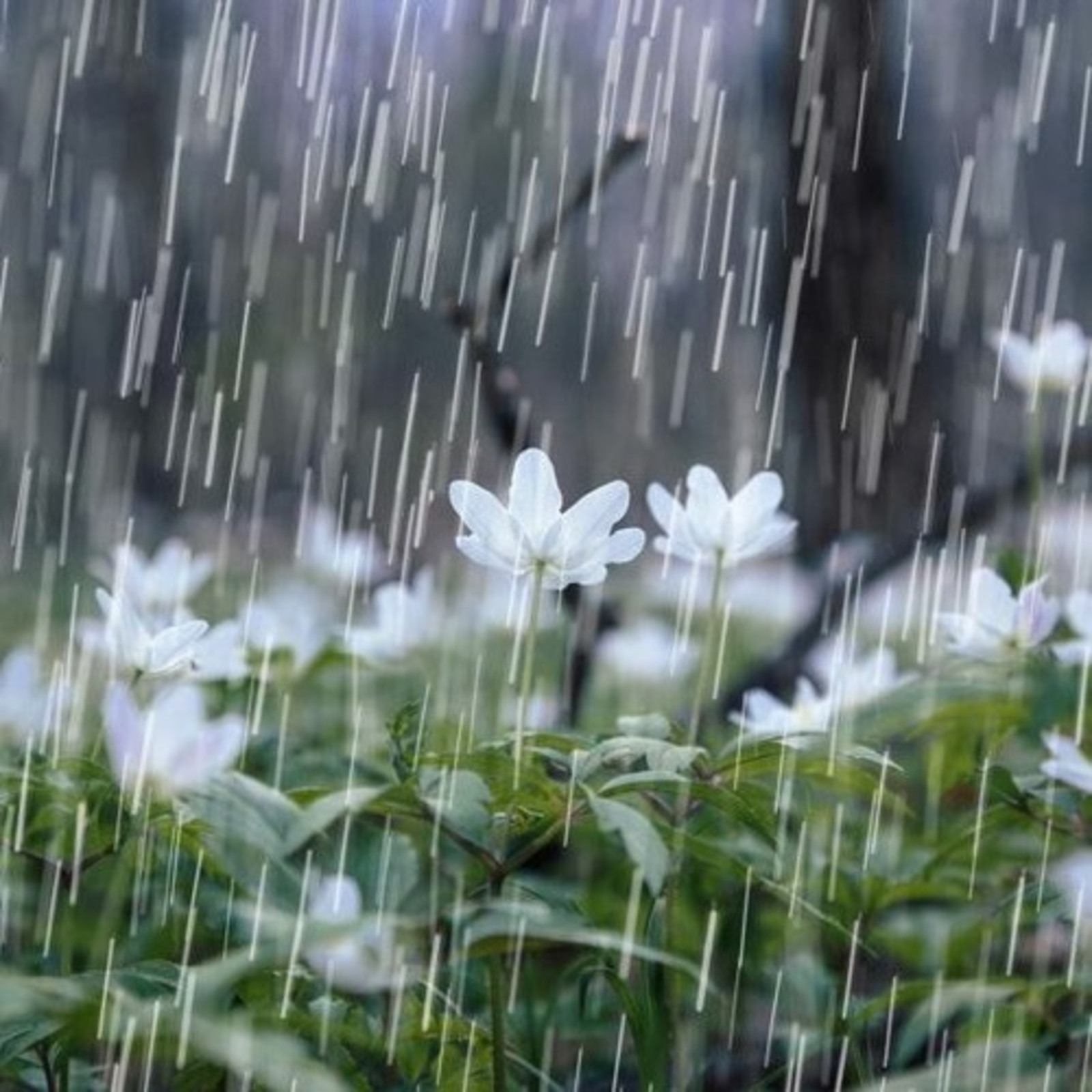 Новая неделя в Башкирии начнется с ливней