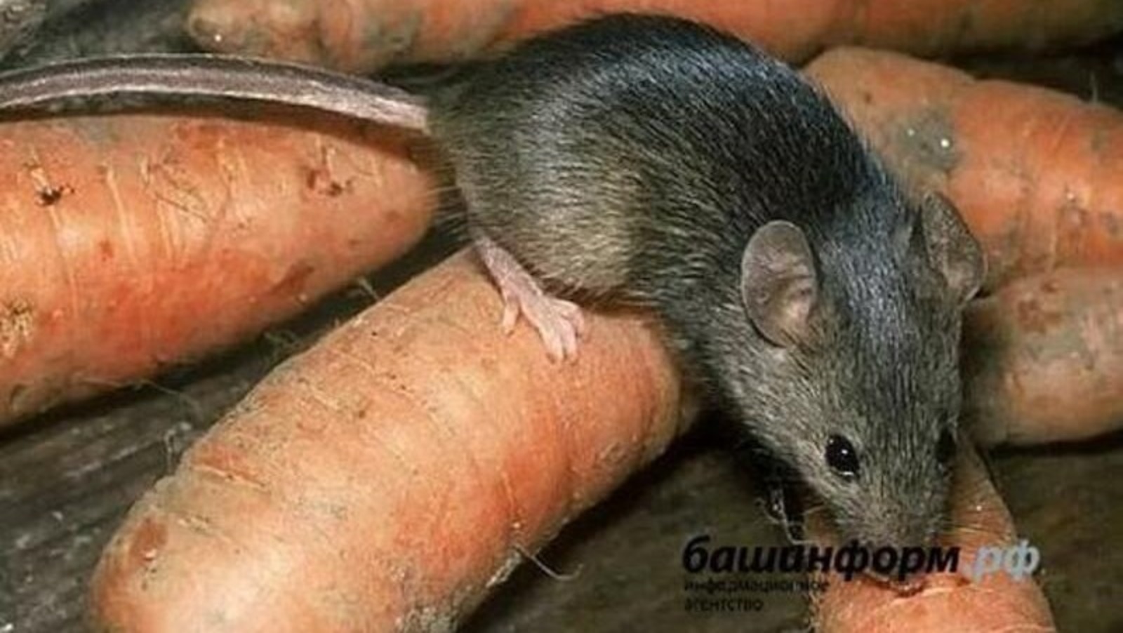 В Башкирии почти в три раза по сравнению с прошлым годом увеличилась заболеваемость «мышкой»