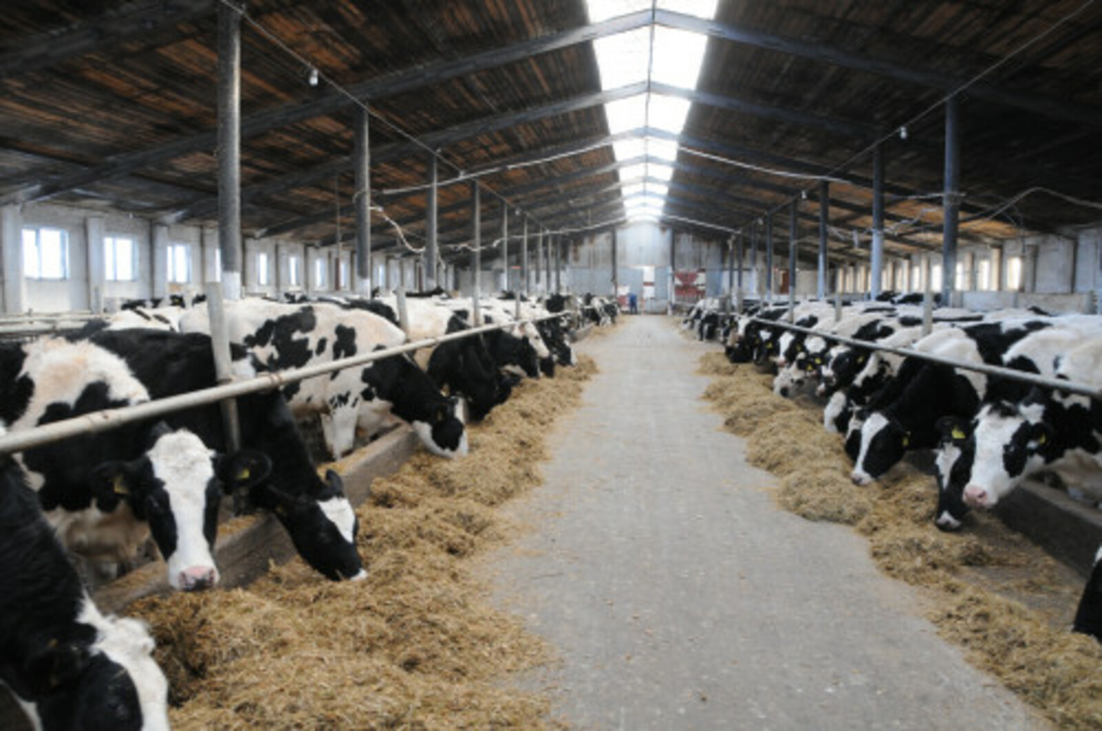 Аграрии Башкирии получили 7 млн рублей на генетическую экспертизу КРС