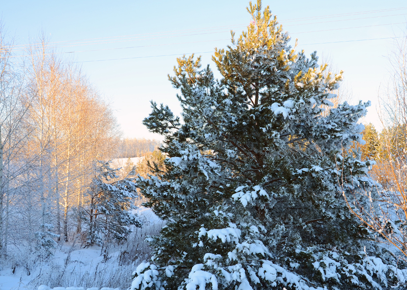 Красив и чудесен русский лес зимой