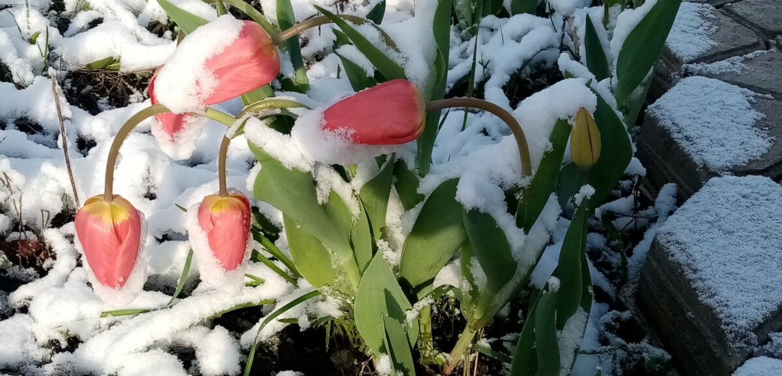 В Башкирии снова выпадет снег