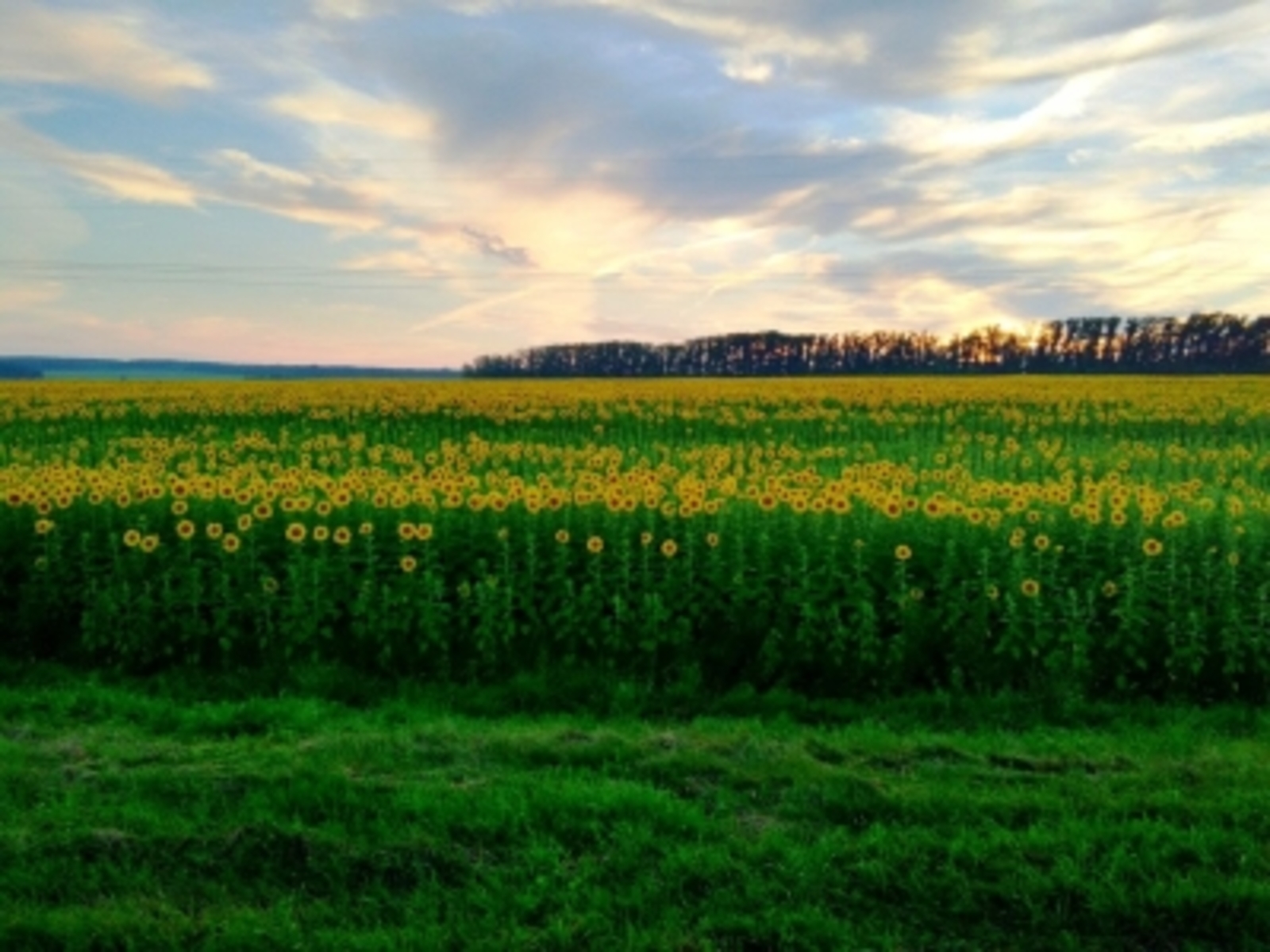 Экспорт продукции башкирского АПК превысил прошлогодние значения