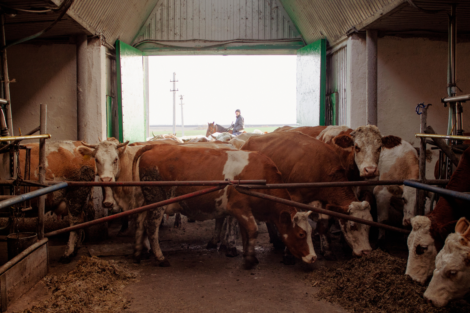 В селе Башкирии срочно ввели карантин