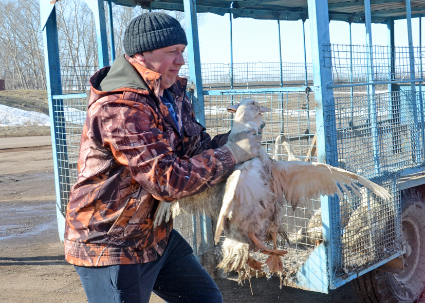 Благоварские утки — синоним качества и надежности
