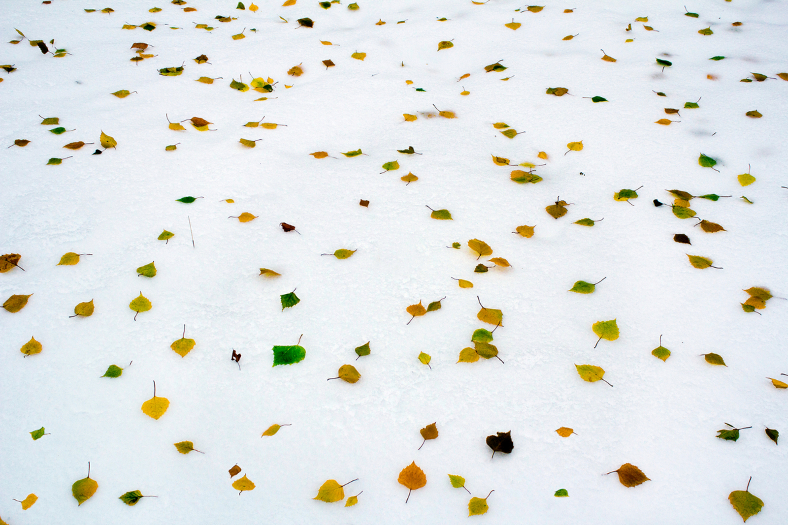 В Башкирии прогнозируются ледяной дождь и гололедица