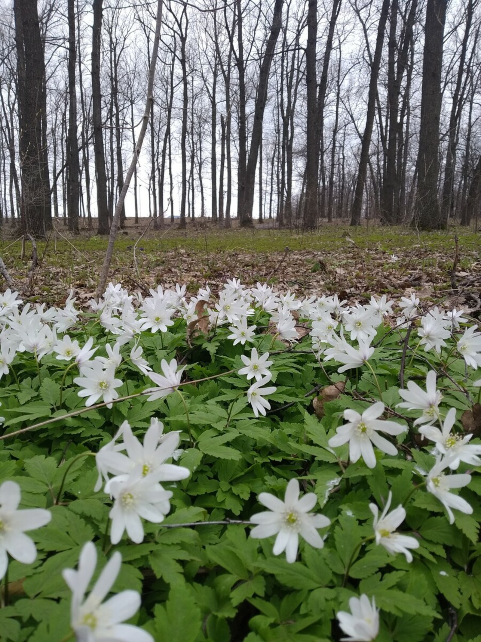 Апрель в Башкирии еще обрадует теплой погодой