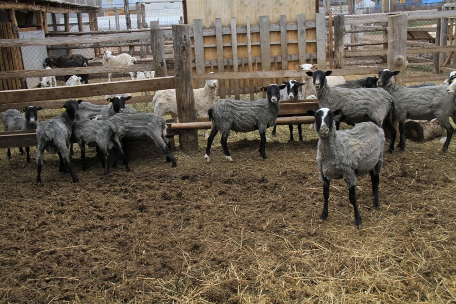 В селе Башкирии сотни овец провалились под лед и утонули