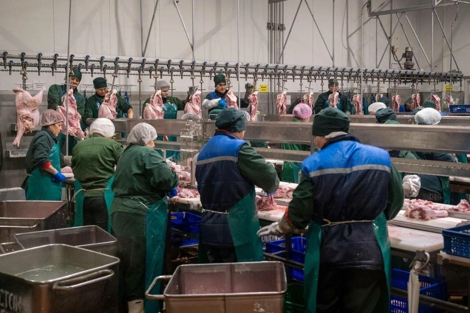 Башкирская индюшка «полетела» в Конго и Азербайджан