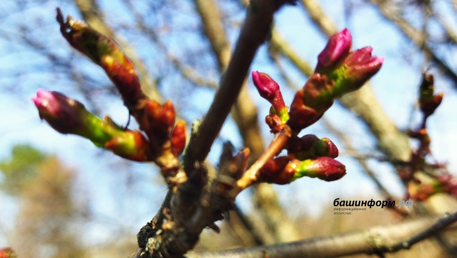 Фото: ИА Башинформ