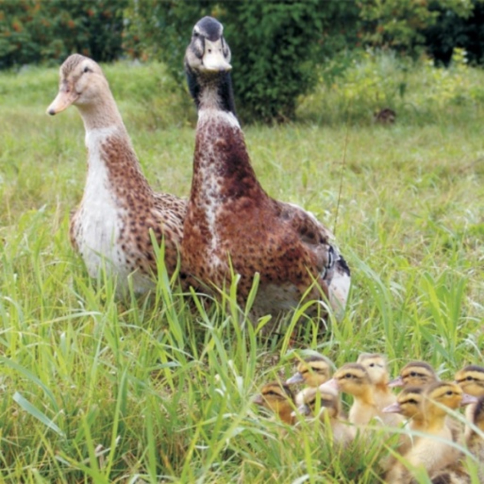 В Башкирии  вакцинируют все поголовье водоплавающей домашней птицы