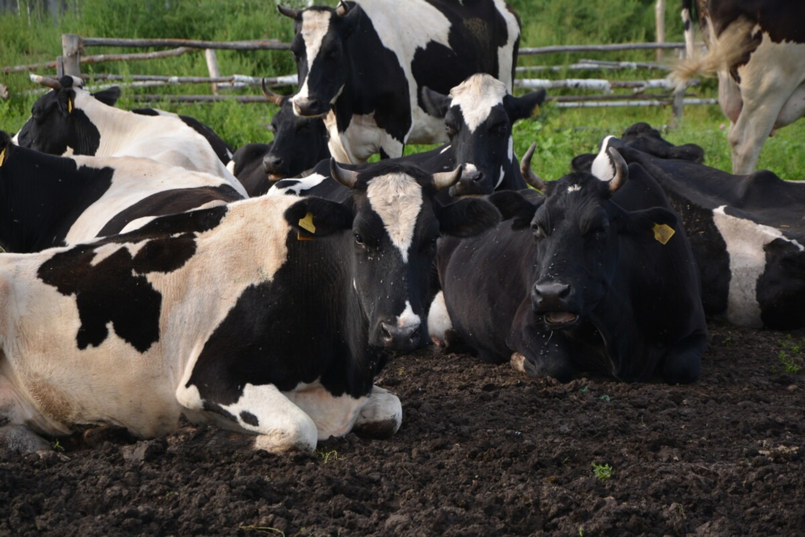 Эльвина Низамова  Бураевский ИЦ