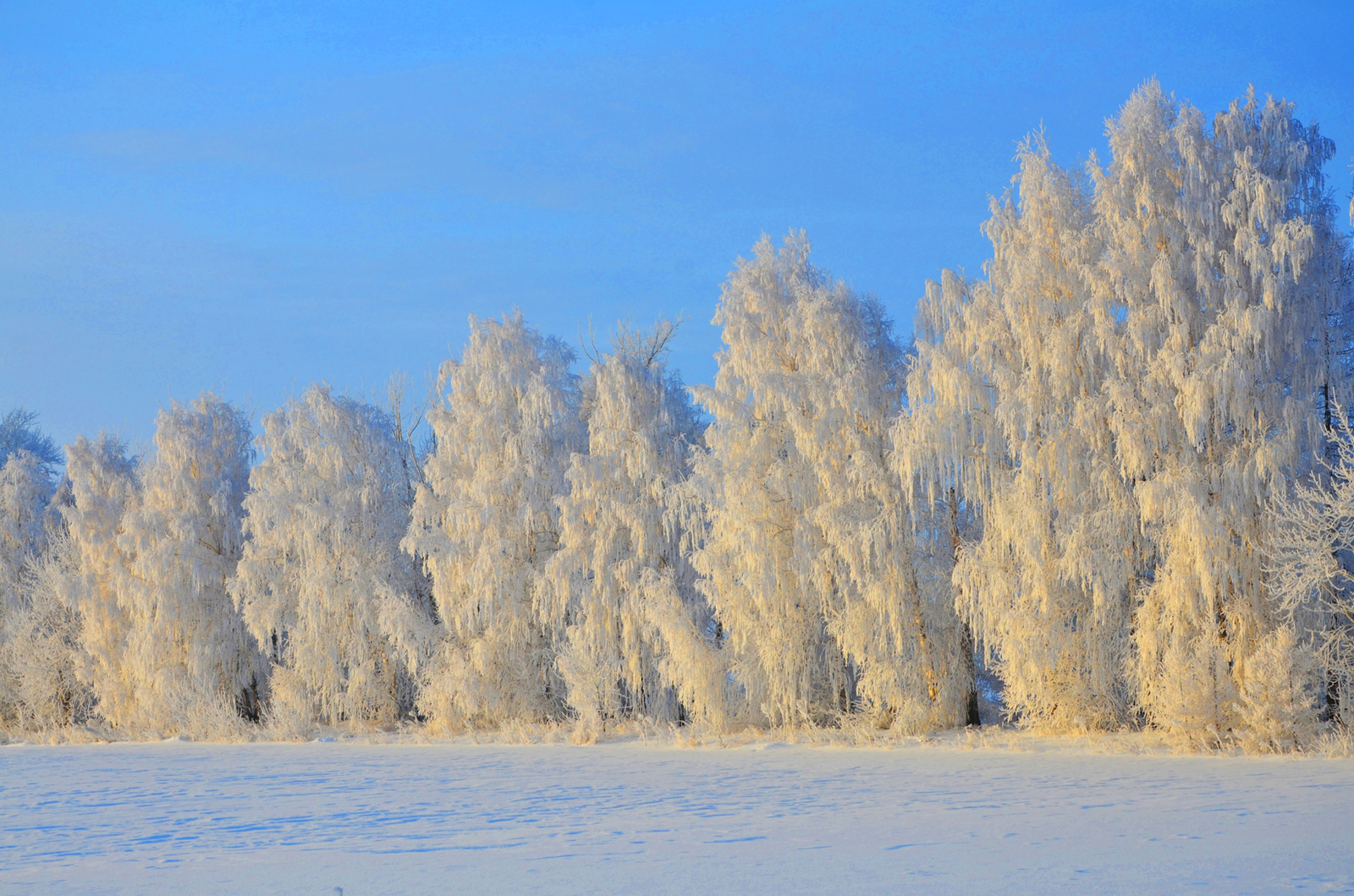 По факту травмирования женщины в Башкирии  повторно возбудили уголовное дело