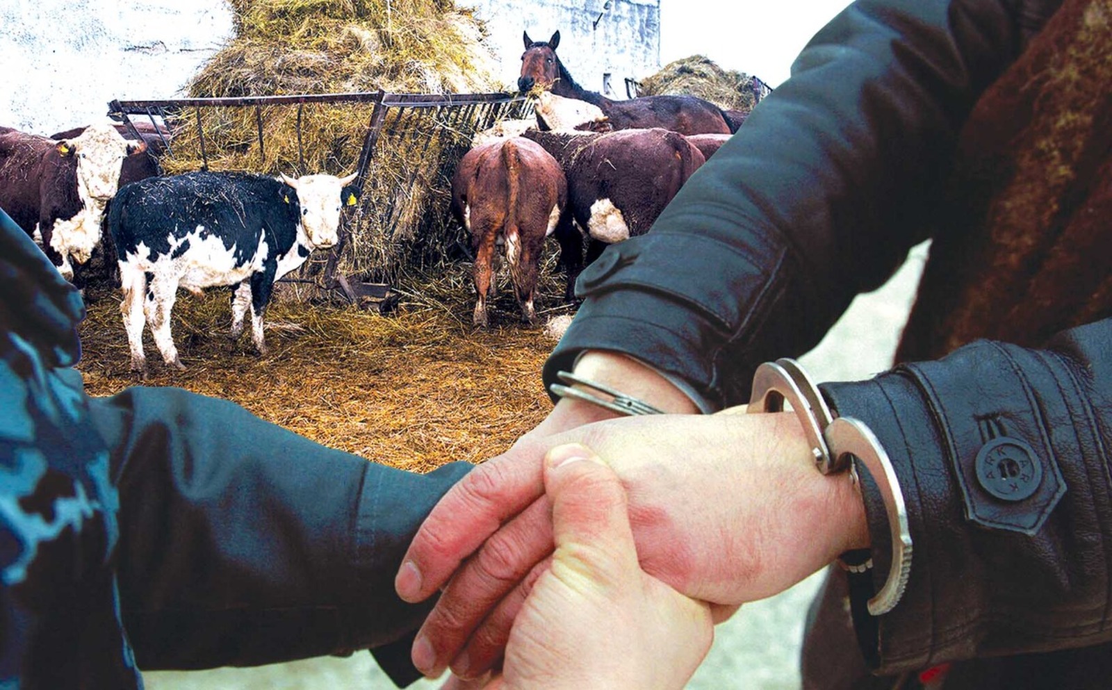 Советы полицейских – как предотвратить кражу скота