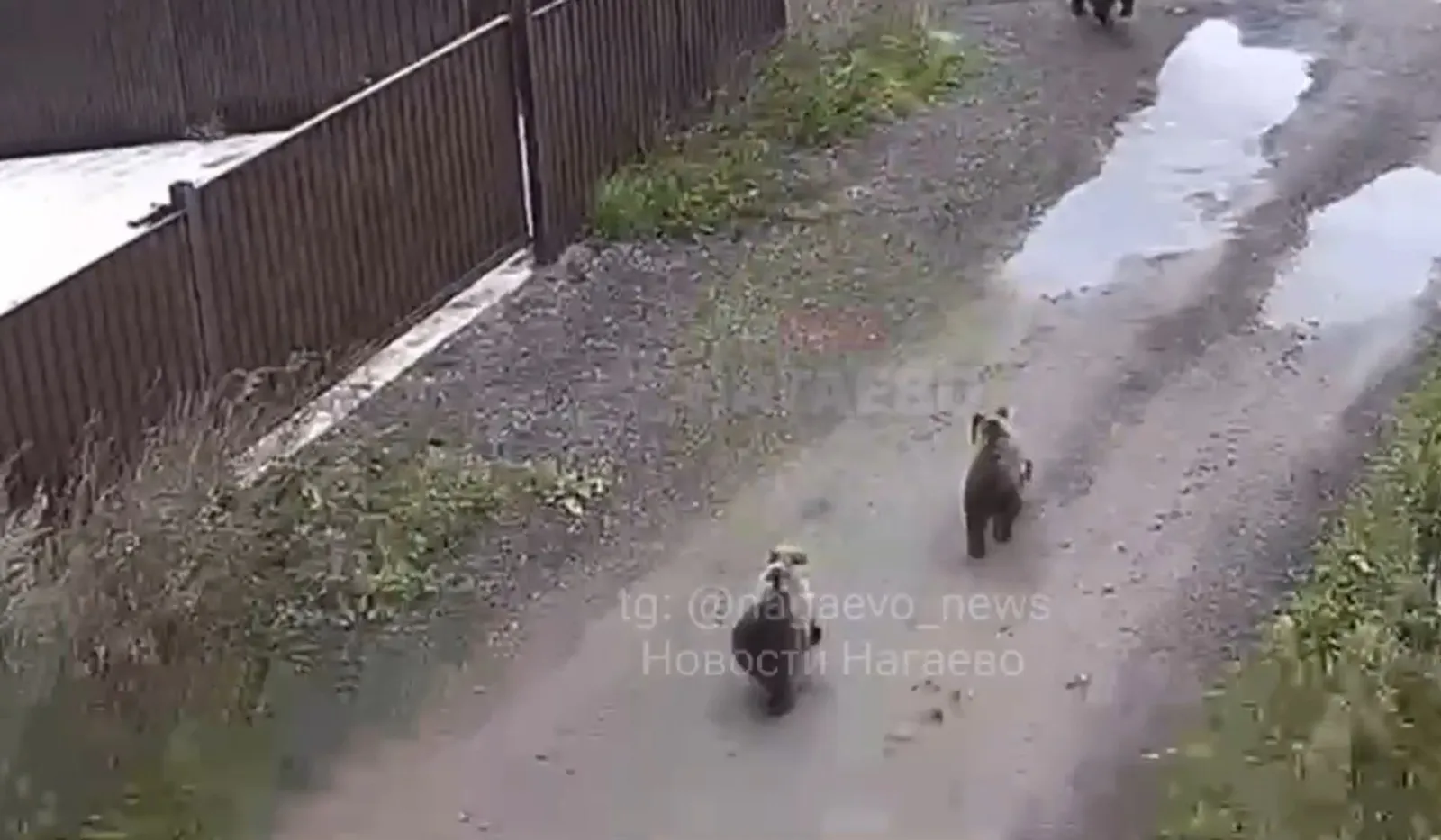 Под Уфой на видео попались медведица с медвежатами