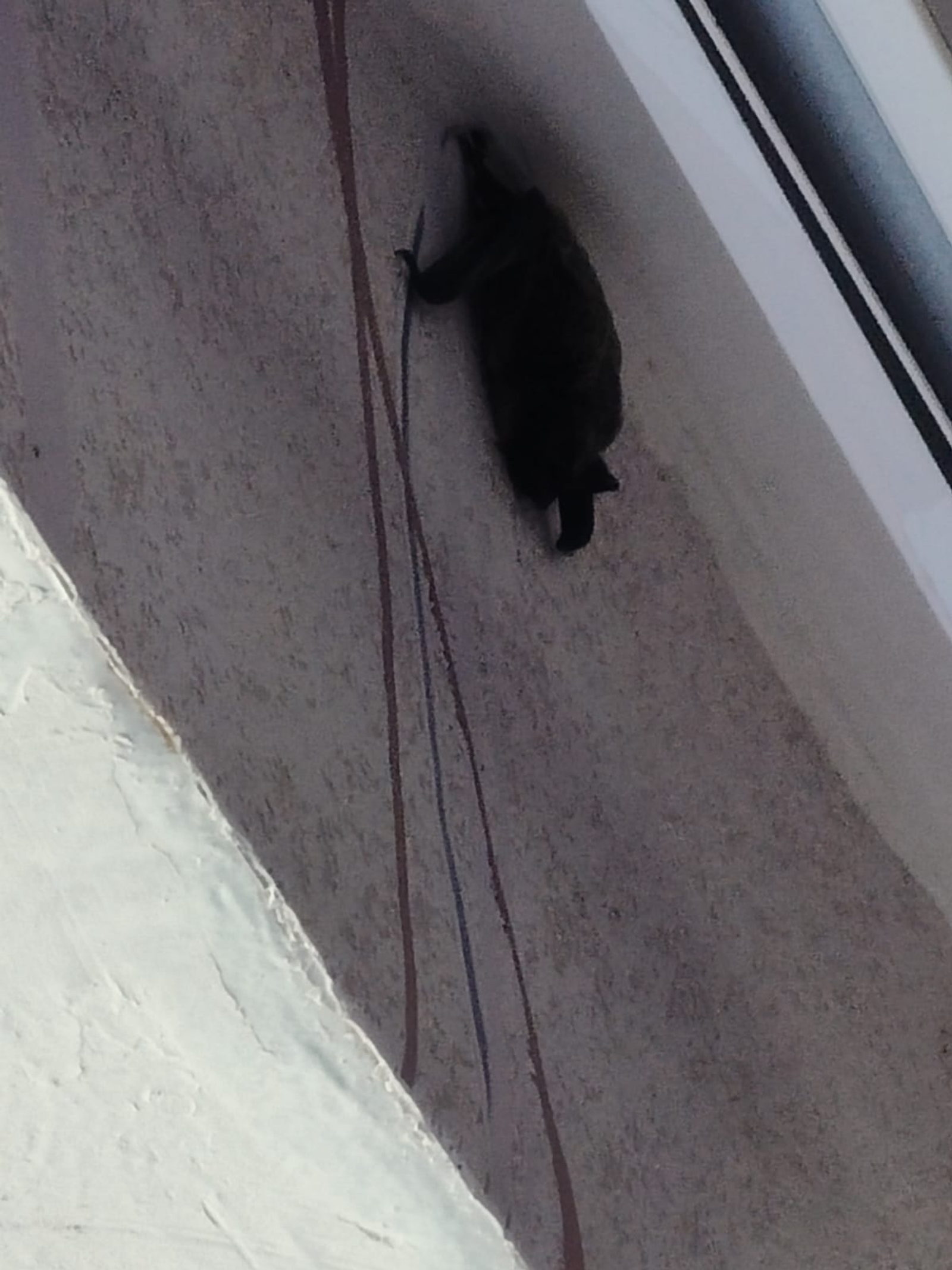 В Башкирии жители жалуются на нашествие летучих мышей