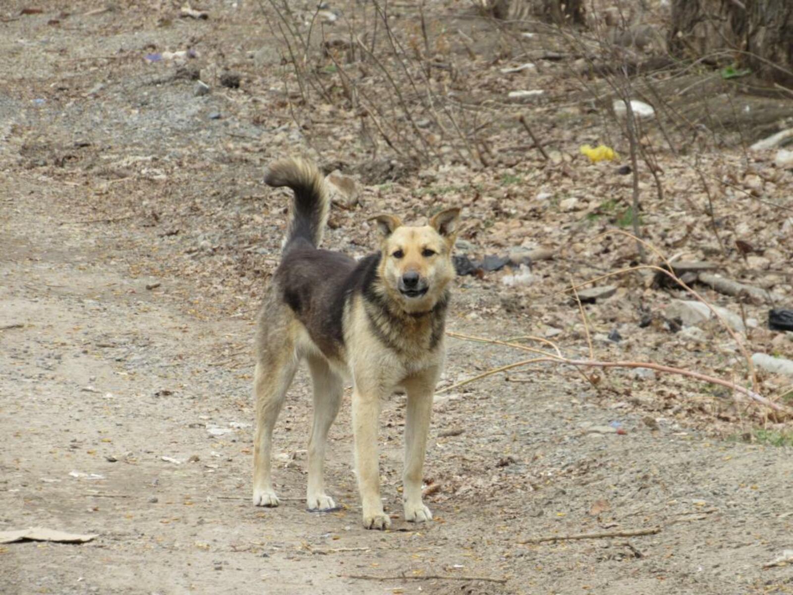 Хозяин собаки, которая набросилась на 5-летнюю девочку в Башкирии, усыпил животное после ЧП