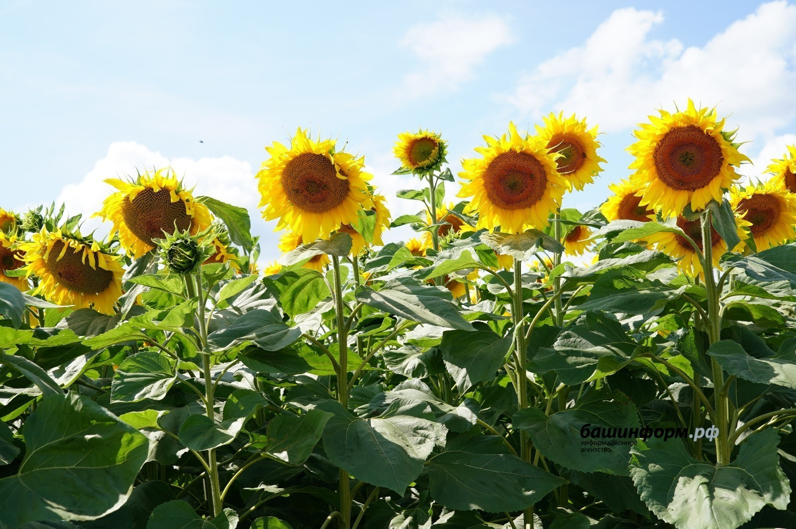 Башкирия экспортировала в Латвию ценную кормовую добавку