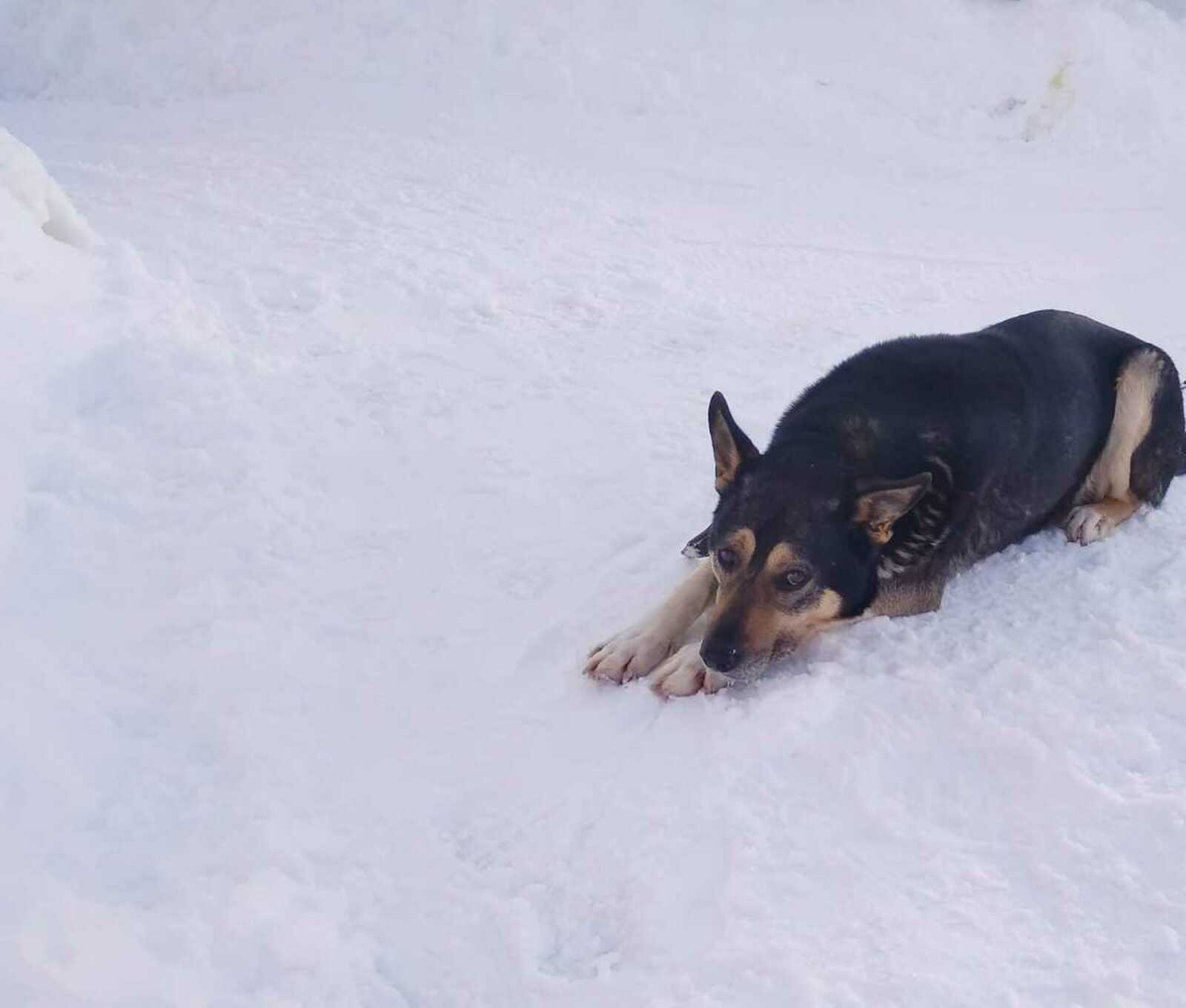 В Башкирии живодеры изувечили собаку