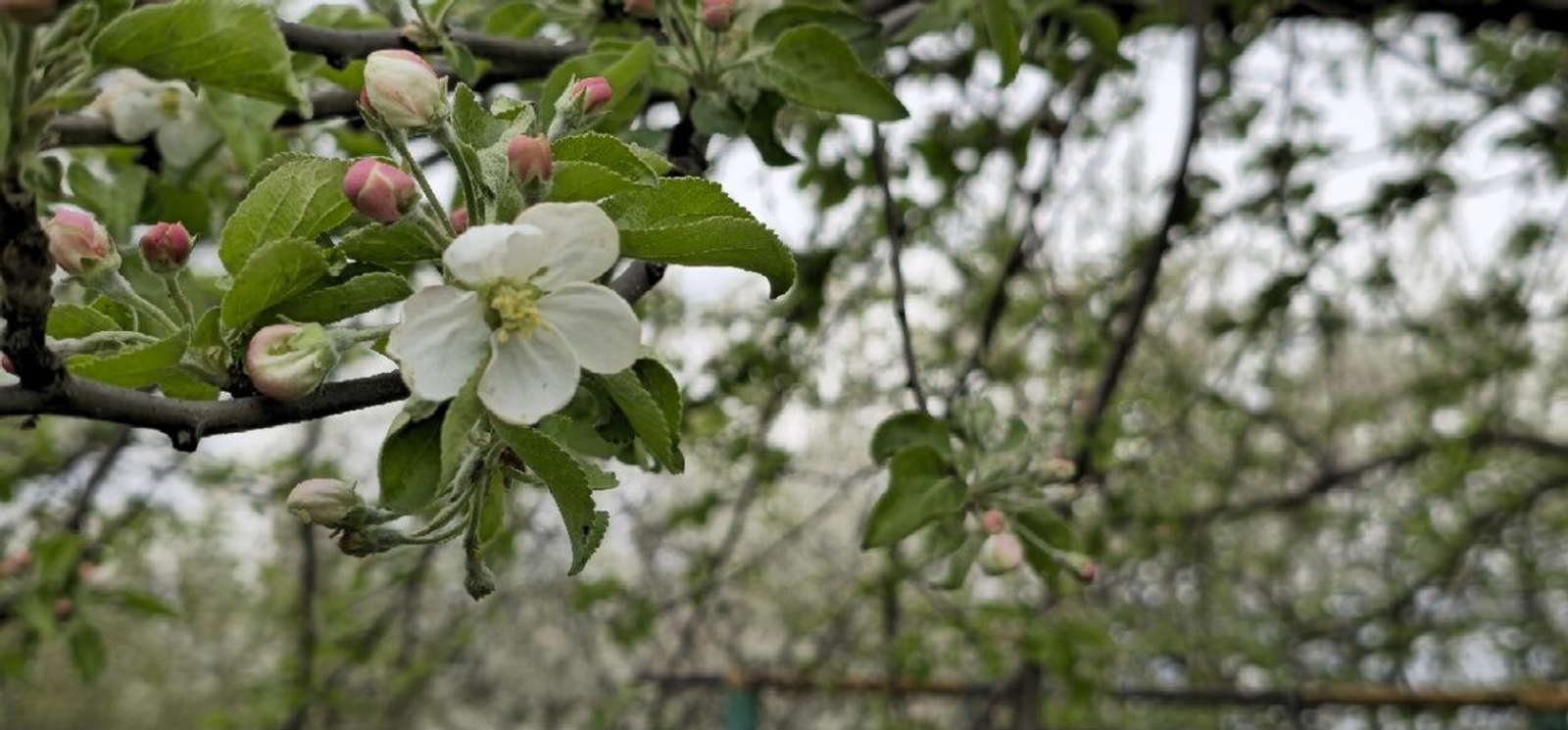 Какая погода ждет жителей Башкирии на майские праздники?