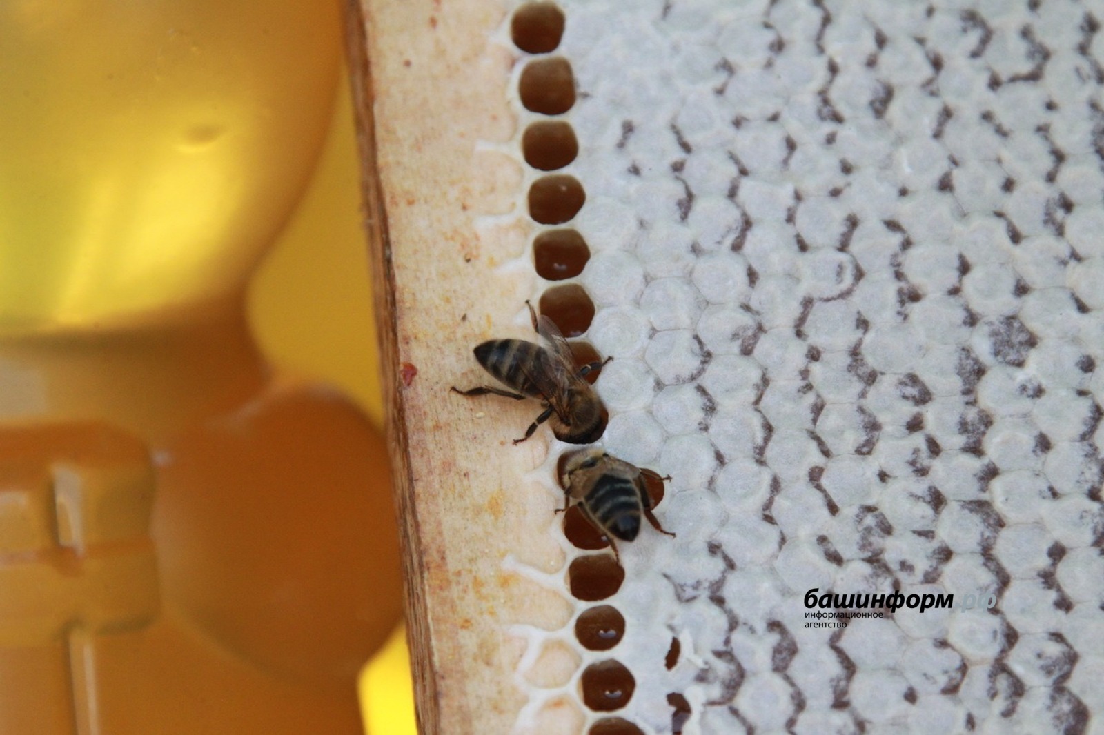 В Уфе состоится форум пчеловодов Башкирии