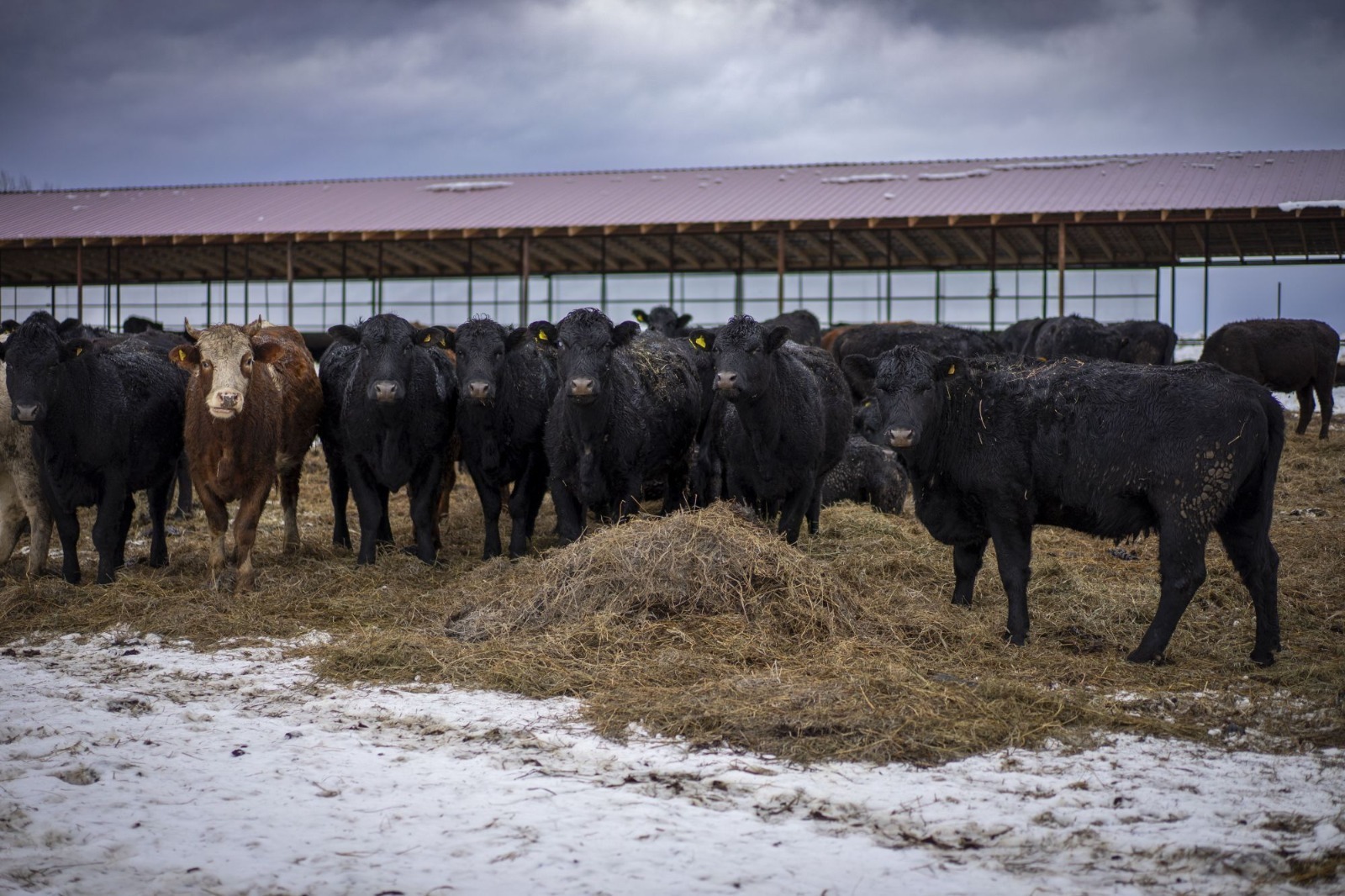 В Башкирии  будет увеличено  производство мяса
