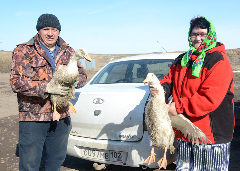 Благоварские утки — синоним качества и надежности