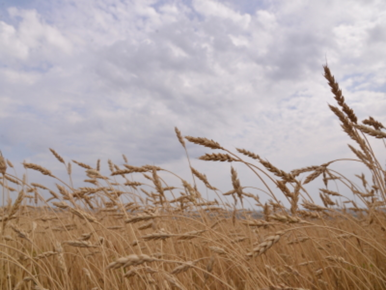 Башкирия экспортировала крупную партию зерна в Казахстан