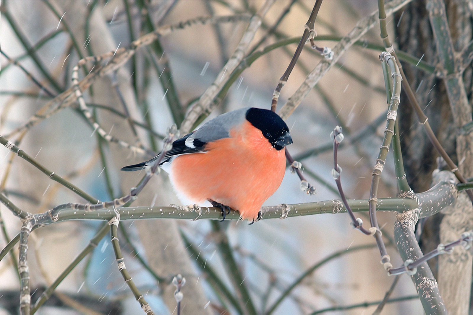 В Башкирии ожидается похолодание