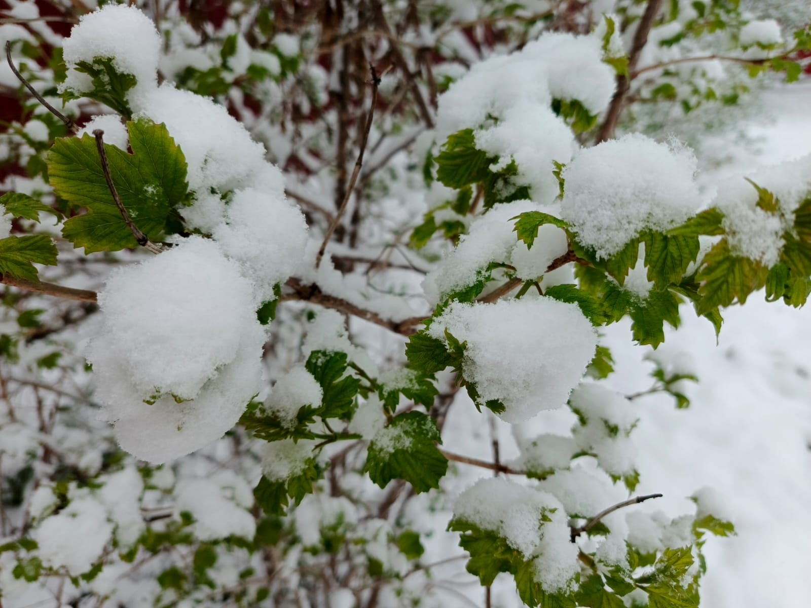 В Башкирии прогнозируют ливни со снегом