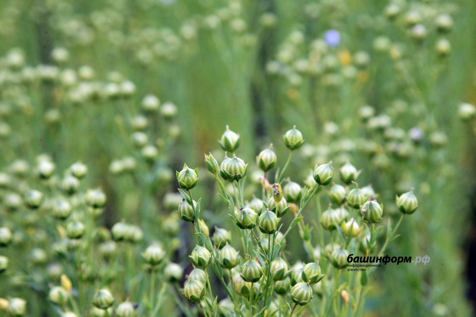 Башкирия экспортировала в Китай очередную крупную партию масличного льна