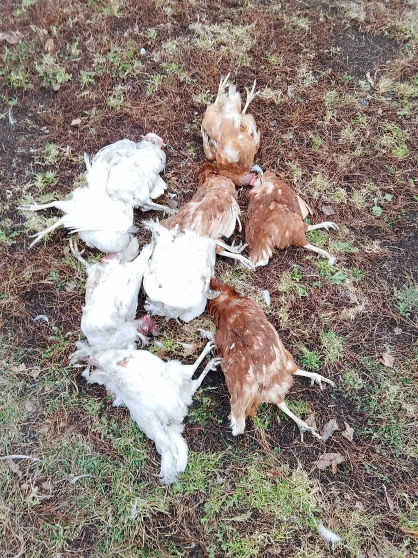 В Благоварском районе объявилась чупакабра?