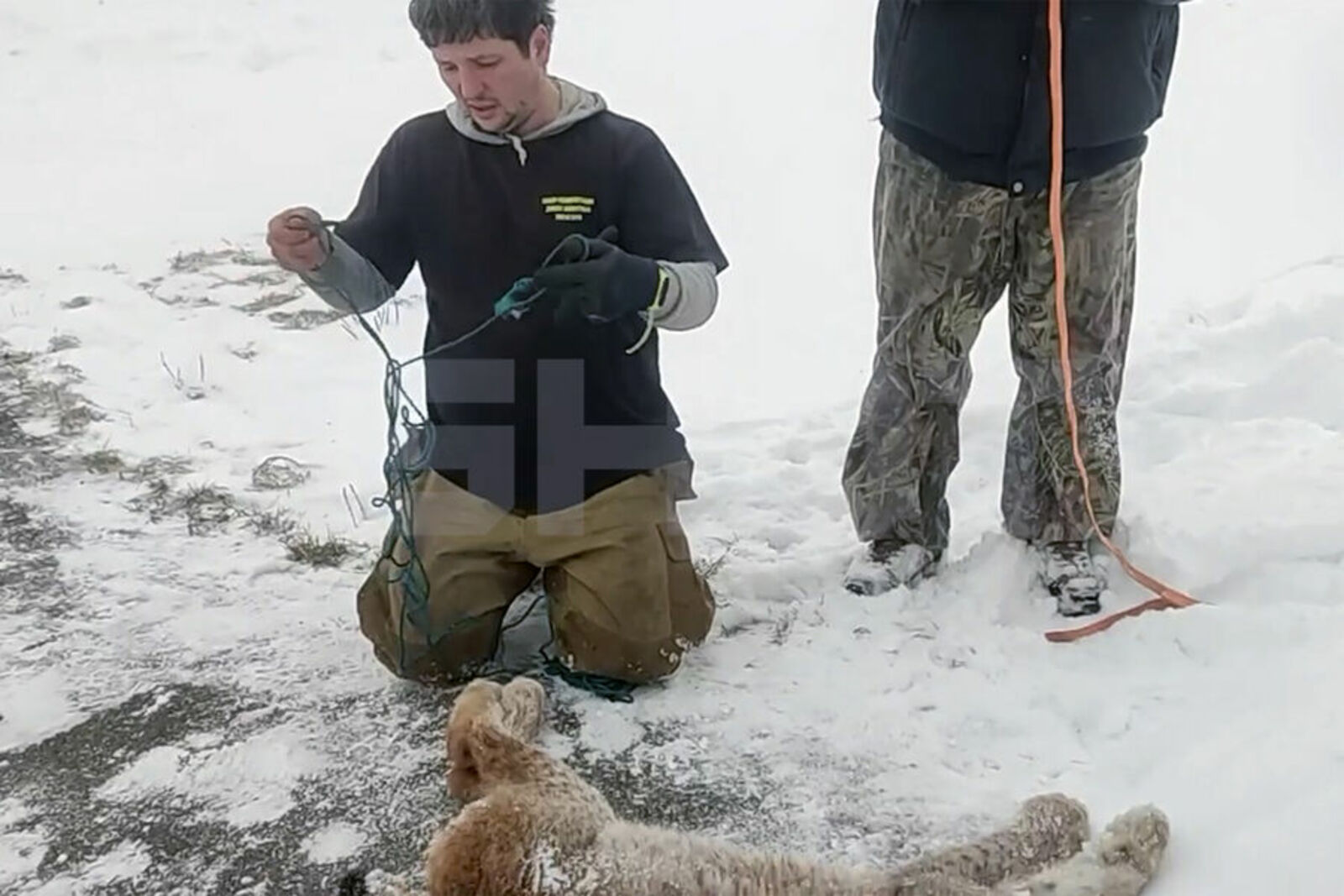 Рысь атаковала школьницу в «Уфимском соколе»