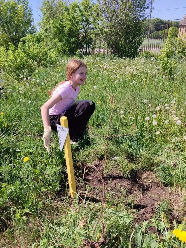 Не дайте засохнуть деревьям живой памяти!