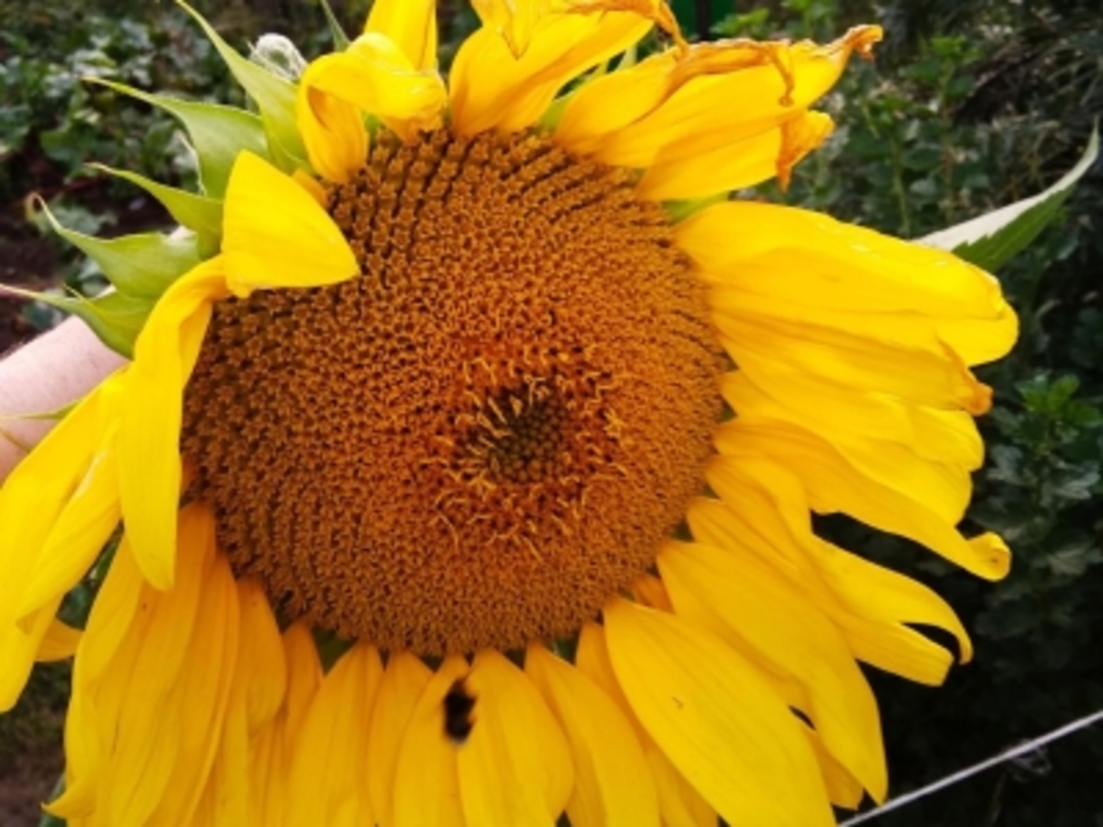 Башкирия экспортировала в Латвию высокопротеиновый корм  для животных