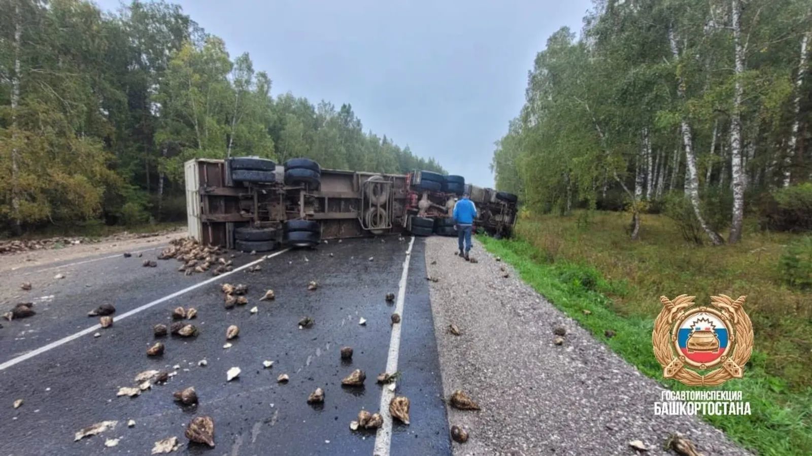 В Башкирии грузовик с сахарной свёклой перевернулся на трассе